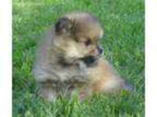 Pomeranian Puppy for sale in Red Oak, TX, USA