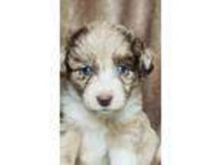 Mutt Puppy for sale in Newnan, GA, USA