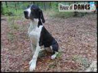 Great Dane Puppy for sale in SANTA ROSA BEACH, FL, USA