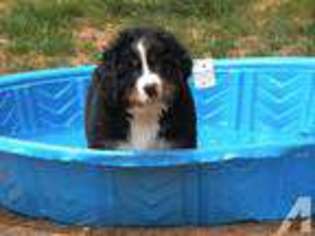 Bernese Mountain Dog Puppy for sale in COMER, GA, USA