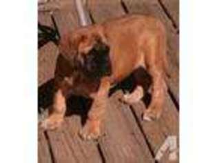 Mastiff Puppy for sale in LITTLE ROCK, AR, USA