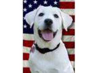 Labrador Retriever Puppy for sale in TOMBALL, TX, USA