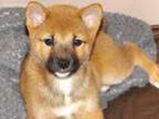 Shiba Inu Puppy for sale in Linton, IN, USA
