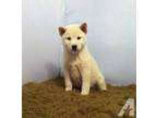 Shiba Inu Puppy for sale in GARRISON, MO, USA