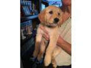 Golden Retriever Puppy for sale in East Wenatchee, WA, USA