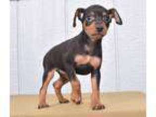 Miniature Pinscher Puppy for sale in Millersburg, OH, USA