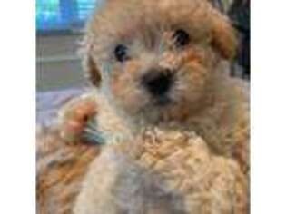 Mutt Puppy for sale in High Point, NC, USA