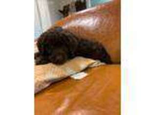 Labradoodle Puppy for sale in Rainsville, AL, USA
