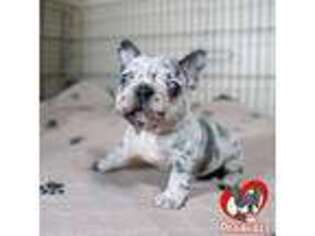 French Bulldog Puppy for sale in Douglasville, GA, USA