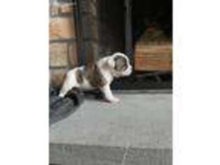American Bulldog Puppy for sale in Gap, PA, USA