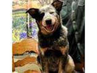 Australian Cattle Dog Puppy for sale in Milton Freewater, OR, USA