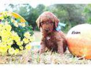 Goldendoodle Puppy for sale in Pleasant Hill, MO, USA