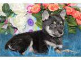 Alaskan Klee Kai Puppy for sale in Denver, CO, USA
