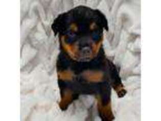 Rottweiler Puppy for sale in Kennewick, WA, USA