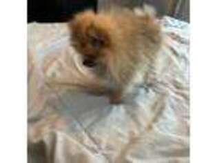 Pomeranian Puppy for sale in Pawtucket, RI, USA