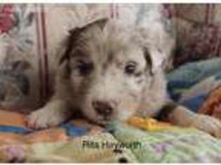 Australian Shepherd Puppy for sale in Wildomar, CA, USA