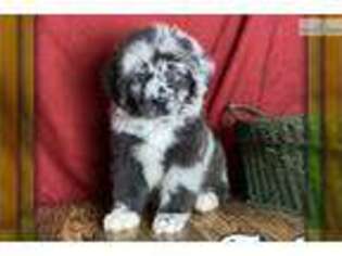 Newfoundland Puppy for sale in Canton, OH, USA