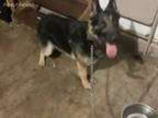 German Shepherd Dog Puppy for sale in Pickerington, OH, USA