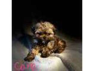 Mutt Puppy for sale in Grants Pass, OR, USA