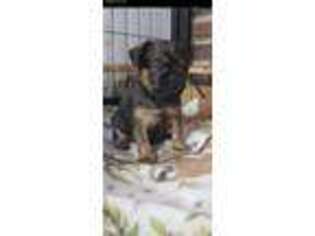 Brussels Griffon Puppy for sale in Lake Wylie, SC, USA