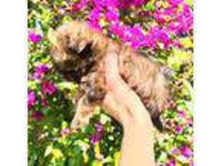 Yorkshire Terrier Puppy for sale in Poway, CA, USA