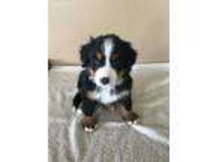 Bernese Mountain Dog Puppy for sale in Batesville, IN, USA