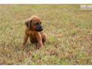 Rhodesian Ridgeback Puppy for sale in Columbus, GA, USA