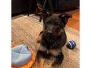 German Shepherd Dog Puppy for sale in Epsom, NH, USA