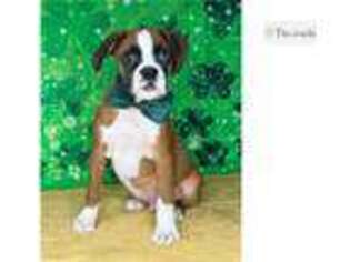 Boxer Puppy for sale in Springfield, MO, USA