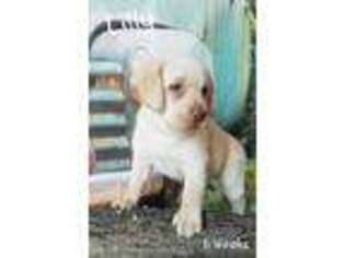 Labrador Retriever Puppy for sale in Hillsboro, OH, USA