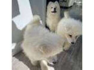 Samoyed Puppy for sale in San Bernardino, CA, USA