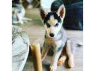 Siberian Husky Puppy for sale in Lihue, HI, USA