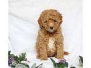 Goldendoodle Puppy for sale in Drumore, PA, USA