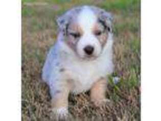 Miniature Australian Shepherd Puppy for sale in Poth, TX, USA