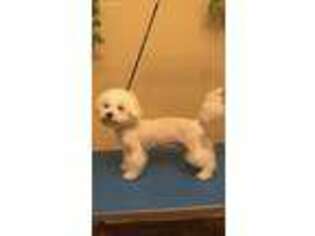 Bichon Frise Puppy for sale in Canton, MI, USA