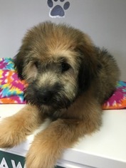 Soft Coated Wheaten Terrier Puppy for sale in Mundelein, IL, USA
