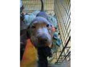 Labrador Retriever Puppy for sale in Warwick, RI, USA