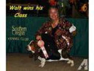 Basset Hound Puppy for sale in ELK GROVE, CA, USA