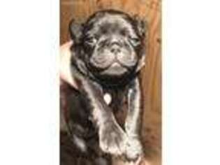 Pug Puppy for sale in Demotte, IN, USA