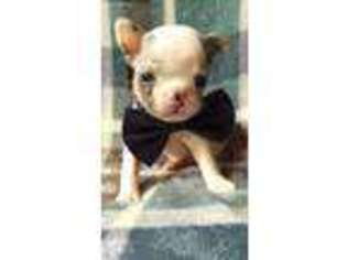 French Bulldog Puppy for sale in Denver, PA, USA