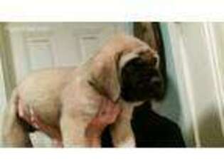 Mastiff Puppy for sale in Stockton, CA, USA