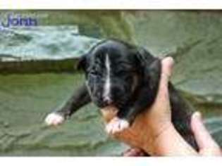 Bull Terrier Puppy for sale in Manheim, PA, USA