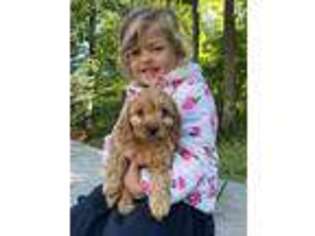 Cavapoo Puppy for sale in New Bloomfield, PA, USA