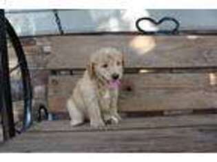 Goldendoodle Puppy for sale in Creighton, MO, USA