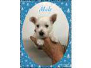 West Highland White Terrier Puppy for sale in Clifton, KS, USA