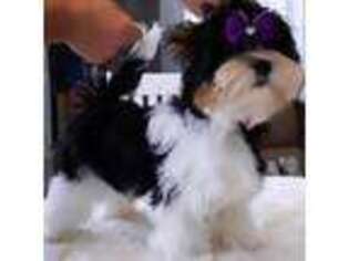 Biewer Terrier Puppy for sale in Tulsa, OK, USA