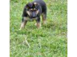 German Shepherd Dog Puppy for sale in Blackville, SC, USA