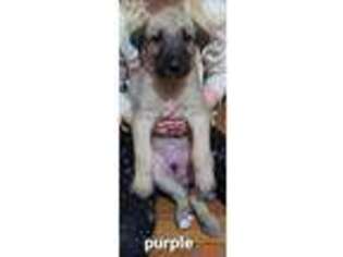 Irish Wolfhound Puppy for sale in New Carlisle, OH, USA