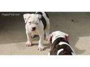 American Bulldog Puppy for sale in Dallas, TX, USA