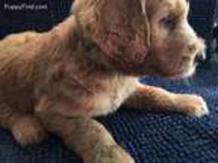 Goldendoodle Puppy for sale in Shelbyville, TN, USA